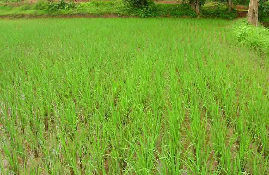 Kisan Registration