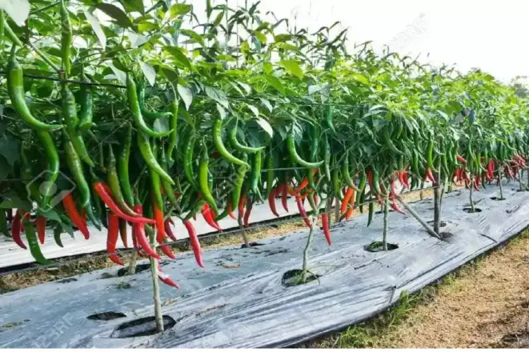 Mirchi Ki kheti