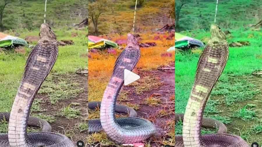 King Cobra Snake