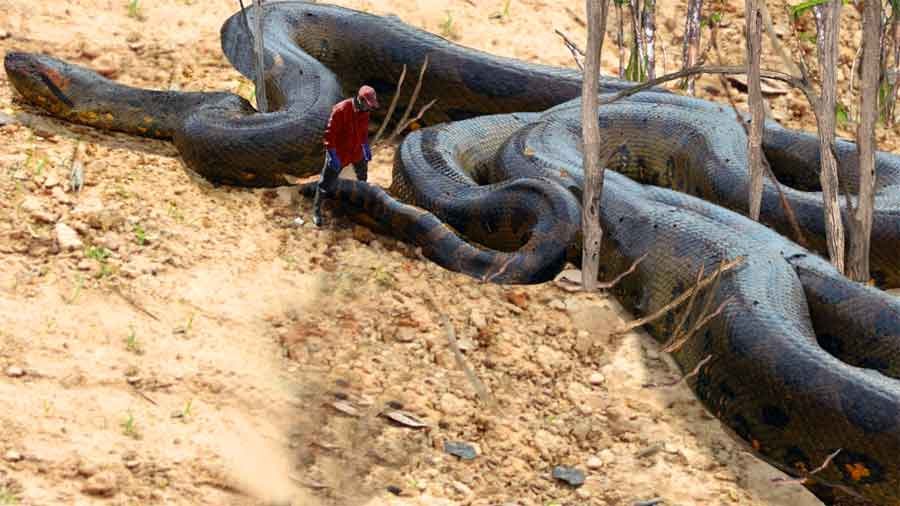 Big Snake On Earth